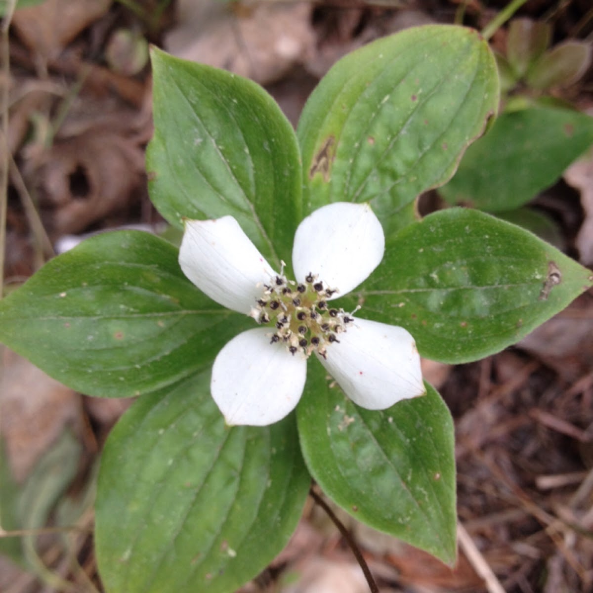 Bunchberry