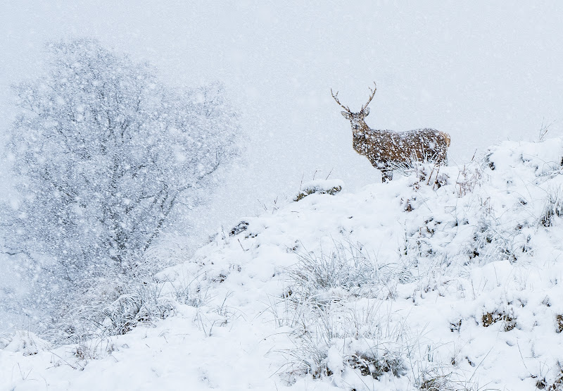 Cervo rosso nella neve di sil