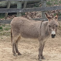 American Miniature Mediterranean Donkey