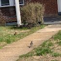 American Robin