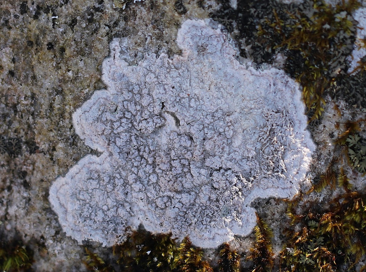 Plitt's Pore Lichen