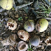 Shagbark Hickory nuts