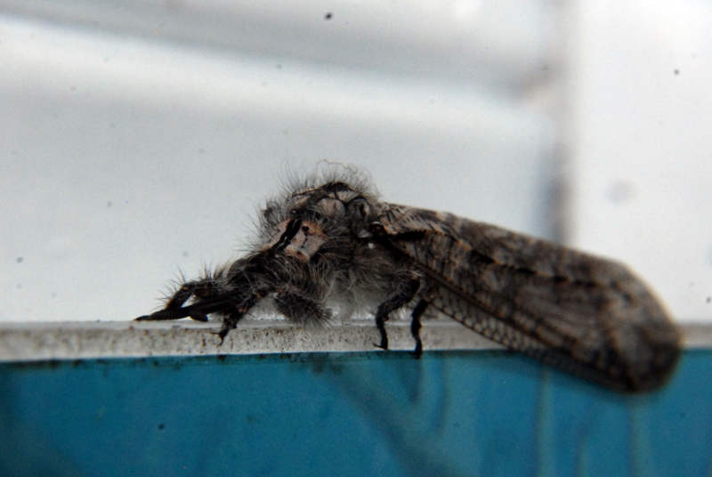 European Antlion (adult form)