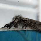 European Antlion (adult form)