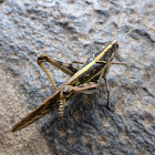 Brown spotted locust