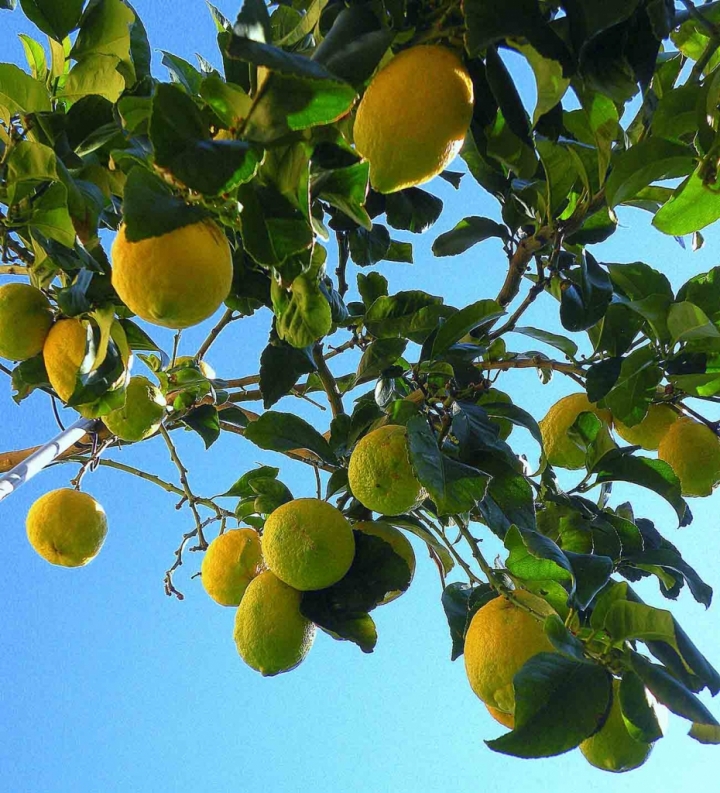 I Limoni di Wilmanna