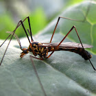 Crane fly, male