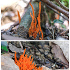 Clavulinopsis aurantiocinnabarina 金赤擬鎖瑚菌