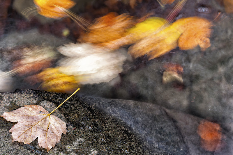 I colori d'autunno in movimento di SauroSantoni