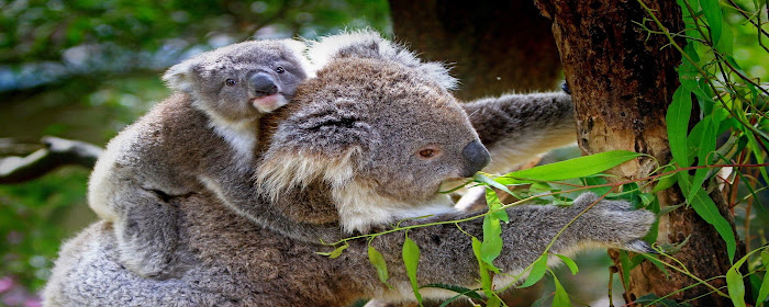 Koala Wallpaper HD Custom New Tab marquee promo image