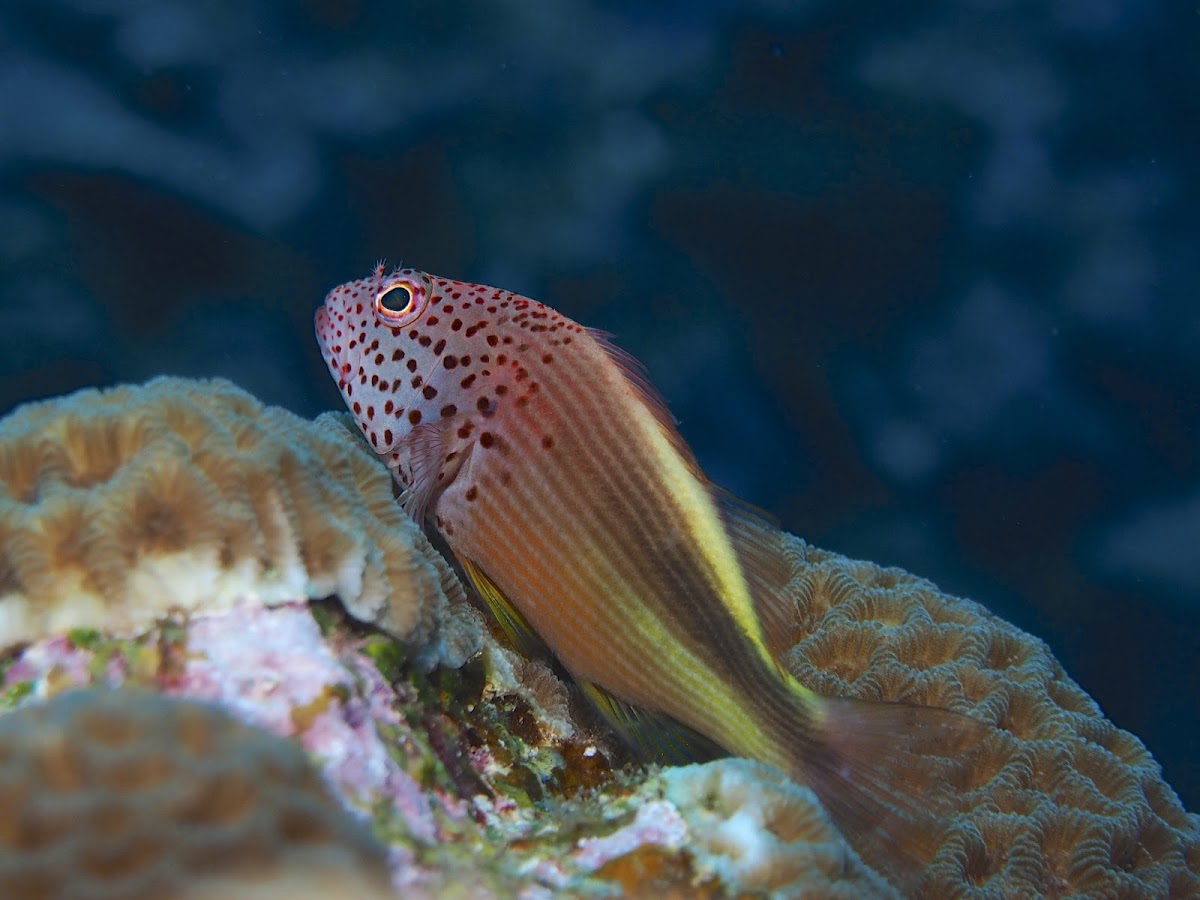 Black-sided hawkfish