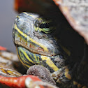 Painted Turtle