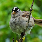 White-crowned sparrow