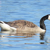 Canada Goose