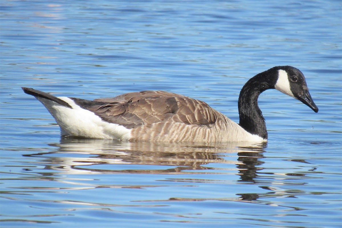 Canada Goose