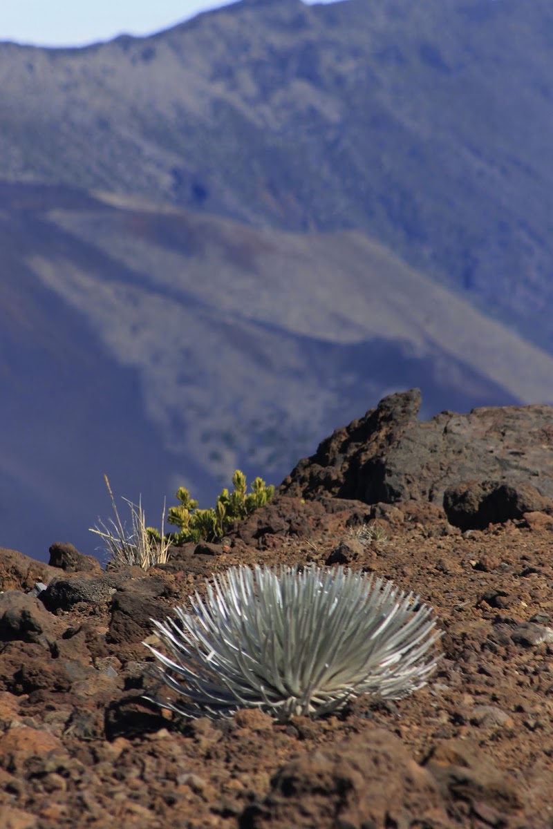 Haleakala Silverswords