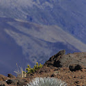 Haleakala Silverswords