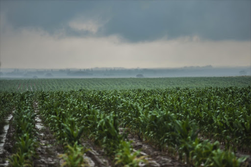 Heavy rain has fallen over large parts of South Africa in the past week, breaking the drought under which the country has suffered for the past year. This has secured planting in large parts of the country, but continued good rains will be needed to return the labour intensive agricultural sector to health, say agribusiness experts.