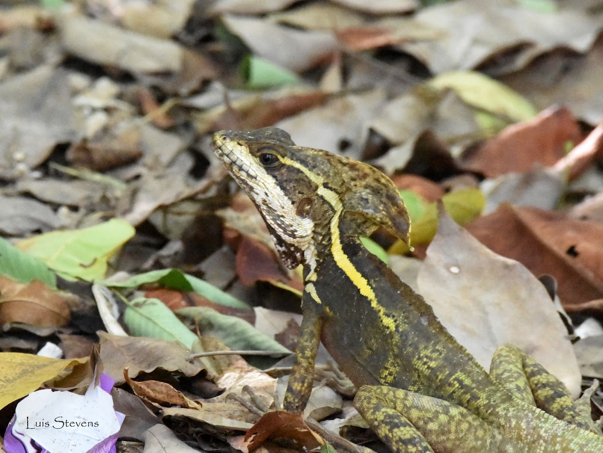 Brown basilisk