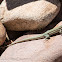 Iberian Wall Lizard