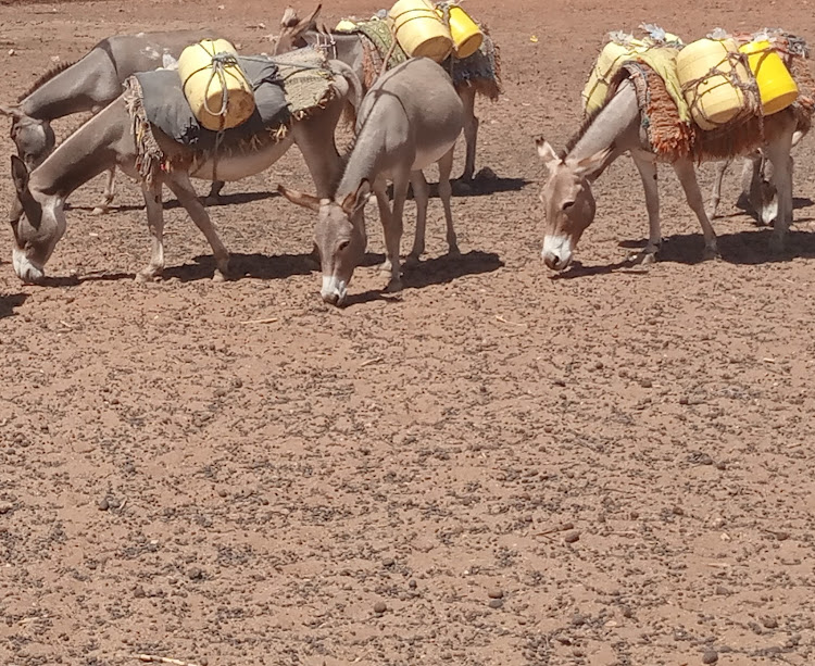 Donkeys struggle to graze on bare ground in Tarbaj subcounty, Wajir.