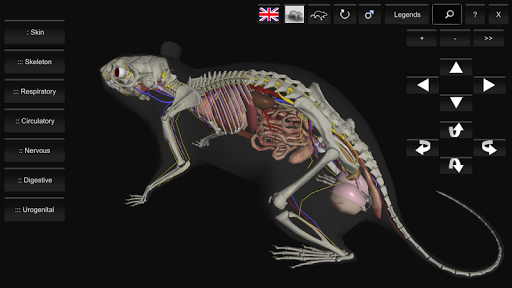 3D Rat Anatomy