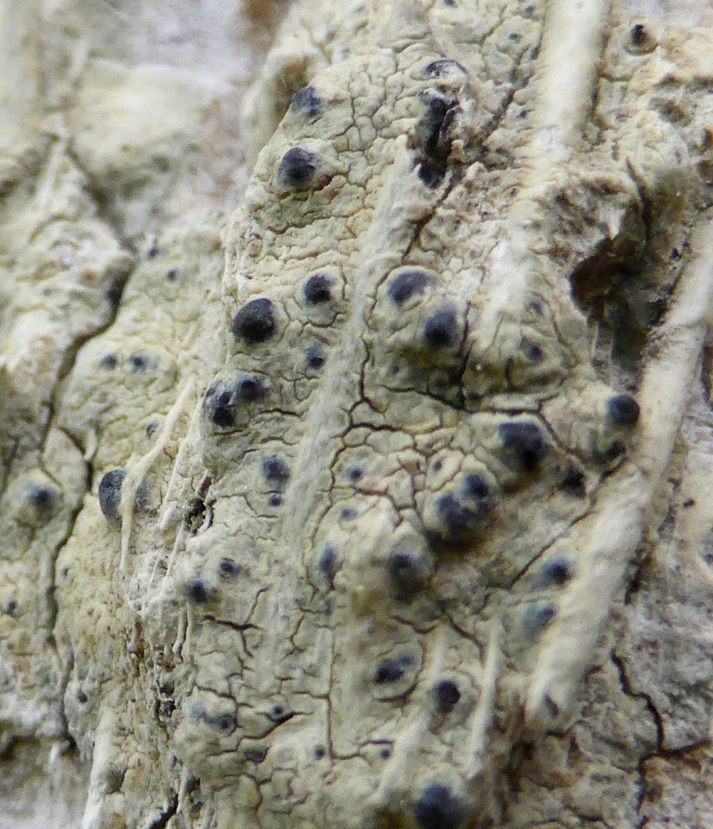 Pyrenula Lichen