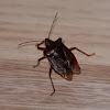 Red-legged Stink Bug or Forest Bug