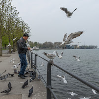 Bird feeding di 