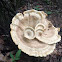 Berkeley's polypore