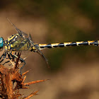 Libélula (Large pincertail)