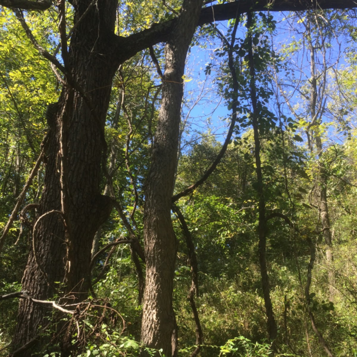 Abundance hollow tree