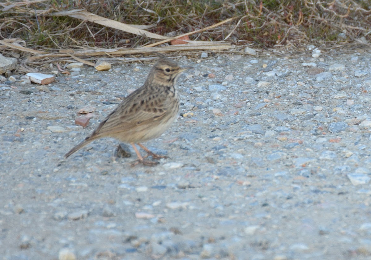 Crested Lark