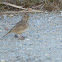 Crested Lark