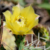 Plains Prickly Pear Cactus