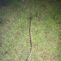 Texas Rat Snake, Western Rat Snake