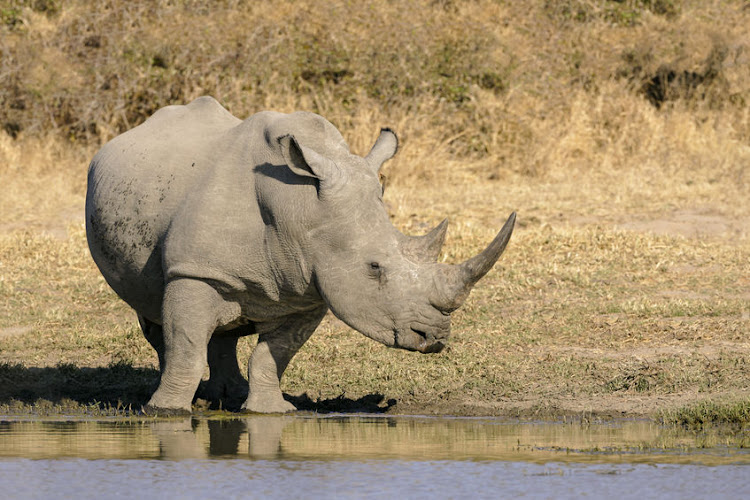 A man has been jailed for 28 years for his involvement in rhino poaching at the Hluhluwe Imfolozi Game Reserve. Stock photo.