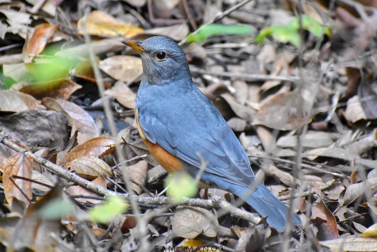 Grey Backed Thrush (male)