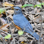 Grey Backed Thrush (male)