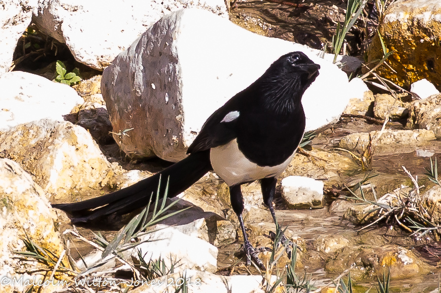 Magpie; Urraca