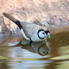 Double-barred Finch