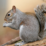 Squirrel Sounds icon