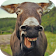 Donkey Sound icon