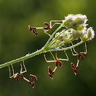 empusa fasciata