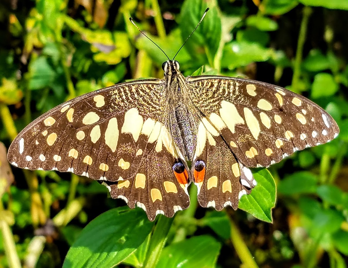 Lime swallowtail butterfly