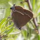 Blue-spot Hairstreak