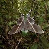 Giant swallowtail moth