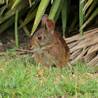 Marsh Rabbit