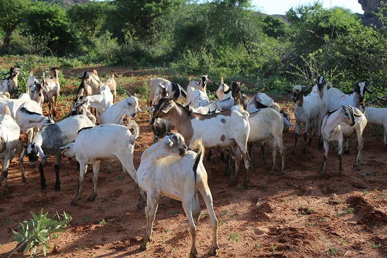 A section of a herd of goats roaming the fields in Kitui