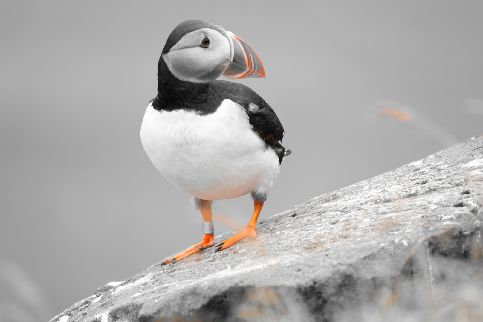 IL COLORE PREDOMINANTE DEL "PUFFIN" di FANTASY